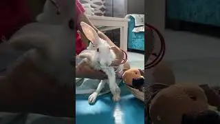 Chiku ek Paralysed rabbit jisko abandoned kar dia tha 💔 | Aashiyana By Naman |