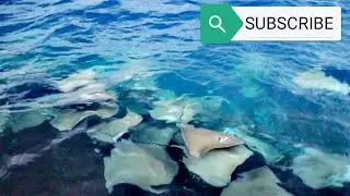 #15. Whiptail Stingrays - Group of Sea Rays / Amazing views..