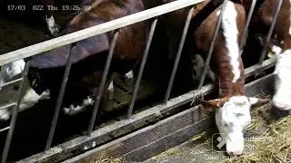 Calving & Farm cameras Installation