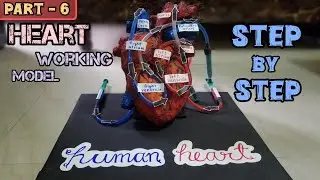 Biology Project _ Heart working model_3d model #science#biology#medical
