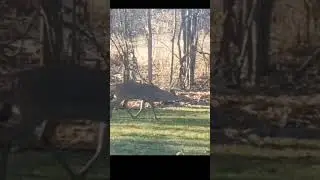 #nature #deer #deerhunting #michigan