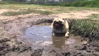 Pug in mud