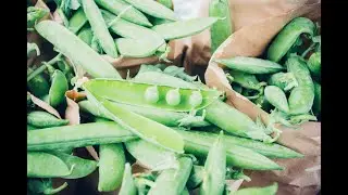 Ask Gardener Lynn 