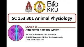 Animal Physiology - Autonomic Nervous System