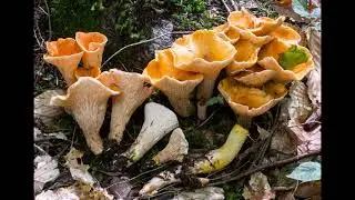 Turbinellus floccosus