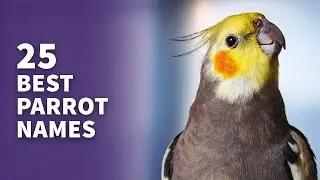 25 BEST Parrot Names (Popular, Cute & Best Naming Ideas)
