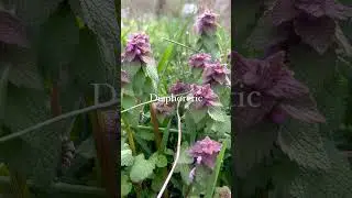 3 Uses for Purple Dead Nettle