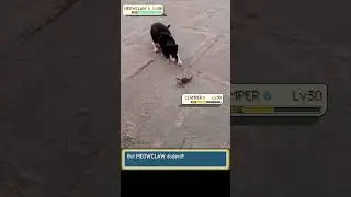 Again Cat vs Crab in Pokemon Meme Battle - FurArena #irlpokemon #shorts