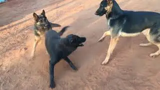 Labrador retriever versus 2 German shepherds