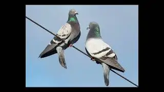 24 days of Christmas: brilliant bird facts. Rock pigeon