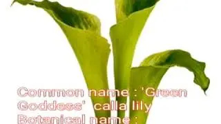 Green flowers with common names and Botanical names