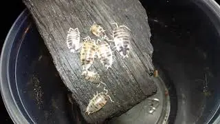 Close-up of my Dairy Cow Isopods (Porcellio laevis)
