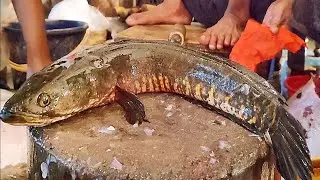 Big Sola Fish | Amazing Sola Fish Cutting Live In Fish Market | #fishcutting