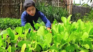 Pick vegetables in the garden and Cooking pork food recipes - Healthy vegetables with Nisa Lifestyle