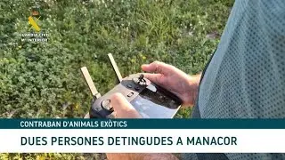 Dos detinguts a Manacor per contraban d'animals ex&ograve;tics