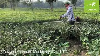 Tea pruning machine