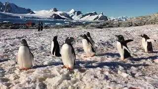 Penguin Encounter on Petermann Island, Antarctica