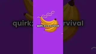 Why Are Bananas Curved  The Shocking Truth!