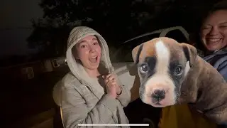 Я СДЕЛАЛ СЮРПРИЗ СВОЕЙ ДЕВУШКЕ НОВЫМ ЩЕНКОМ!! *ОНА ПЛАКАЛА*