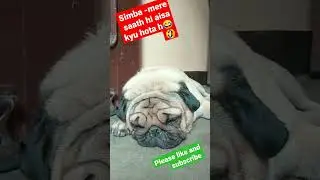 simba k saath hi aisa Kyunki?😂🤣#funny#trendingshorts#simba#simbaspuglife#viralvideo#dogs#pets#pugs#