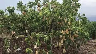 酪梨（中生早/韌蒂）採收期
