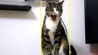 Cat Recognition using TensorFlow and ROS