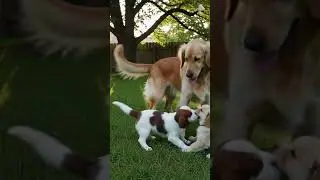#dog#puppy's#viral#trends#ai