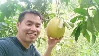 用铁线绑扎果树，试了一年，是否比环割高产