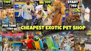 Start ₹149 | Cheapest Exotic Pet Shop in Mumbai Cats,Dags,birds | Kalyan Market 