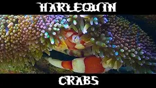 Harlequin Crabs