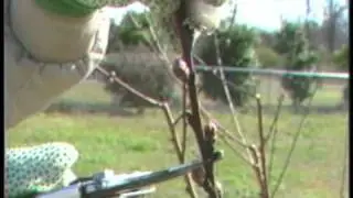 Pruning Fruit Trees