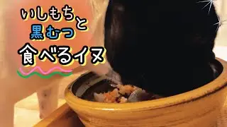 【手作りイヌごはん】ALPHABETASの器を使って食べる。【ナイトルーティン】