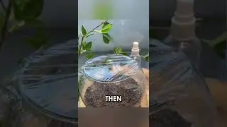 Transform Your Aquarium with These Easy Planting Tips! #Shorts
