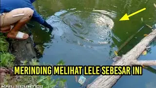 Mancing ikan lele terbesar sampai joran mau patah