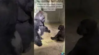 Gorilla Father son fighting #gorilla #zoo #animals #ape #monkey #playful #gorillawrestling  #love