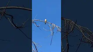 Cassin&rsquo;s kingbird&hellip;