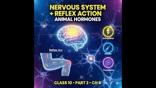 Class 10 Control and Coordination Ch 6 (Part 2): Nervous System, Reflex Action & Animal Hormone