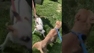Opal and Javaun Malik meet