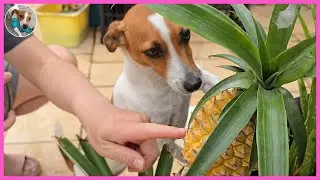 Coffee & Daddy Harvest Fresh Homegrown Pineapple🐶| DOGTER COFFEE Jack Russell Terrier [SUB]