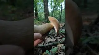 Гриби🍂🍄 #mushroom #fungi #грибивкарпатах #2024 #autumn #food