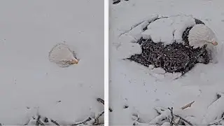 DF Eagle Cam - Ma Duke weathers winter storm Fern keeping her eggs warm 2006-01-25 ❄ ❄
