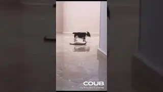 Смешные видео с животными #7 #animals #cats #dogs #cat #dog #funnyvideo #funny #short #кошки #собаки