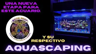Como influye el arte de aquascaping dentro de un acuario marino