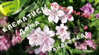 Indoor and OUTDOOR FLOWERS at home in WINTER!