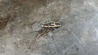 Round headed Apple Tree Borer is in da Haus 🙂&zwj;↕️the head bangers