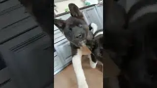 23.03.23 мы хотим по домам! Щенкам 3 мес #akitapuppy #americanakita #американскаяакита #akita #dog