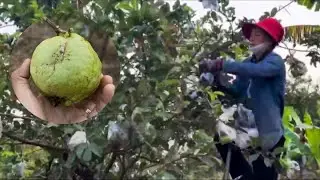 Bagging & Harvesting Guava at the Farm #fruit #subscribe 