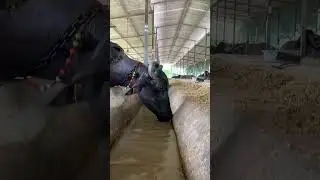 Girdhara dairy farm Surat Gujarat