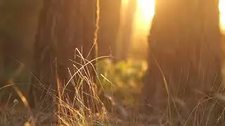 Preparation for Taking the Covenant -Preparation for Ingathering ( Tabernacles ) - by The Seer