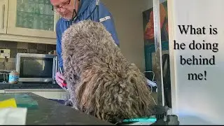 Arlo's Haircut. This Rescue Dog Was Too Scared to Touch. Until Now.